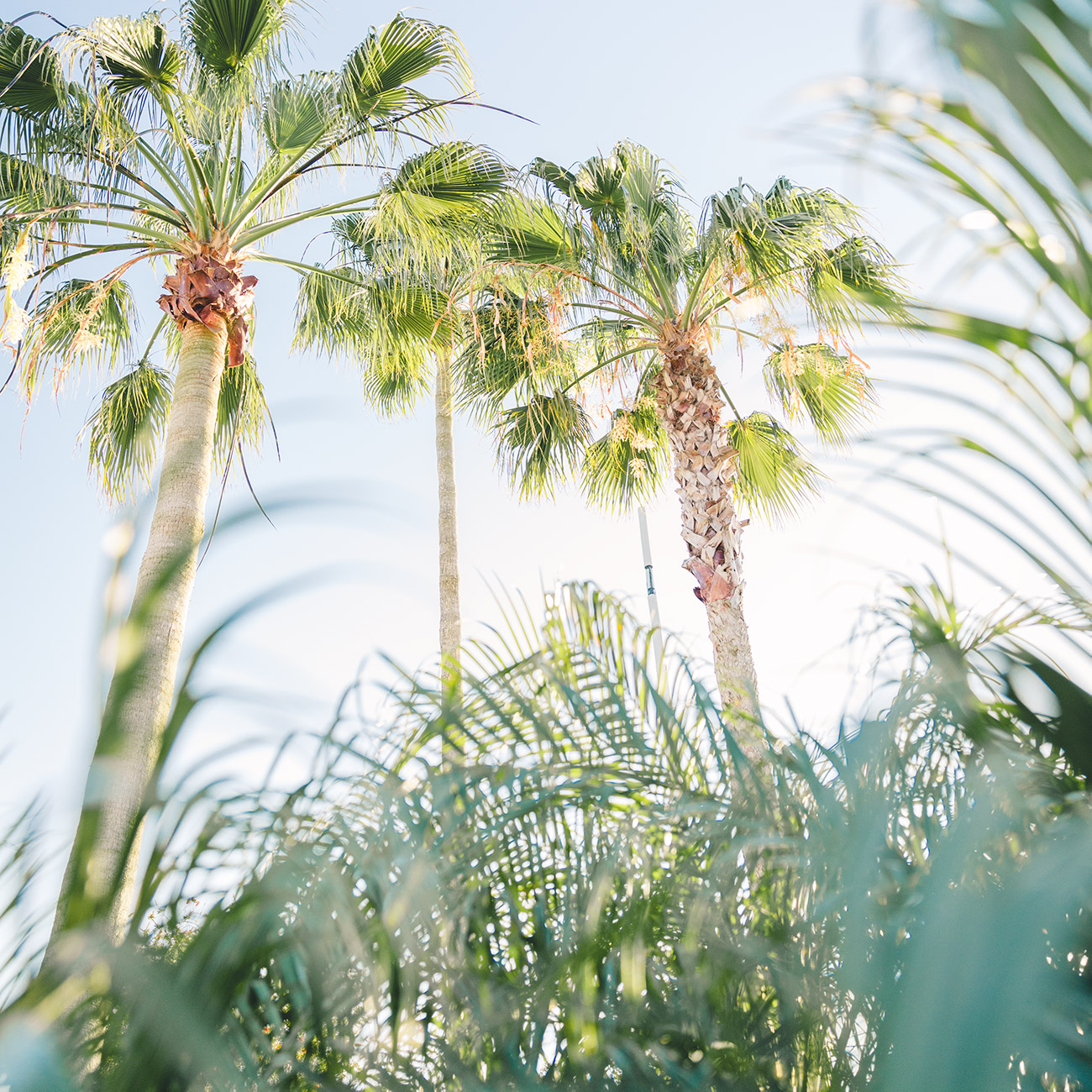 Lakewood Ranch Florida palm trees