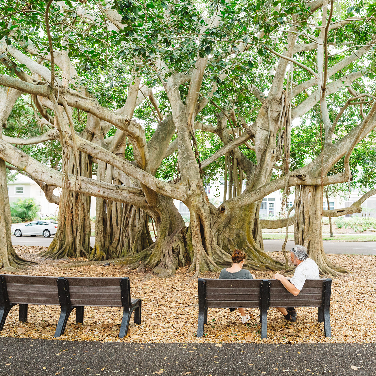 Venice banyan trees - Venice Florida