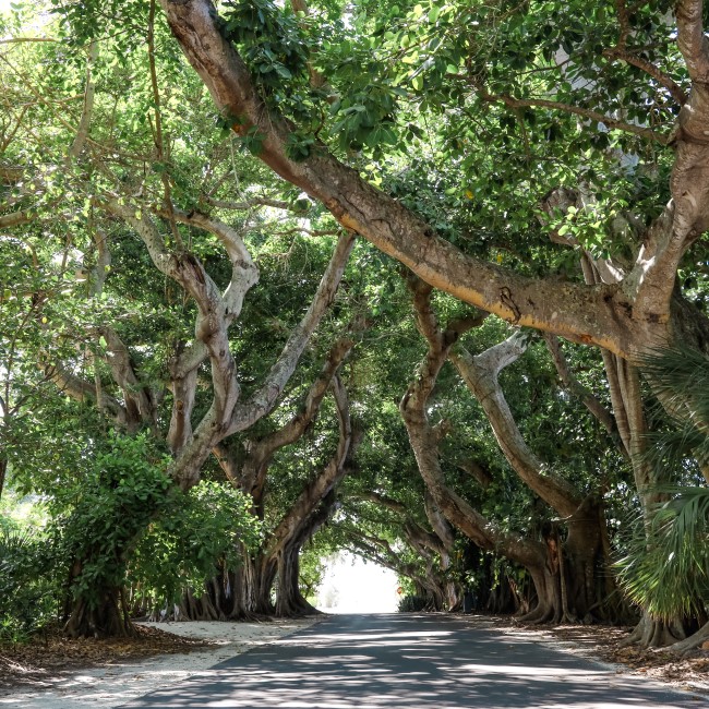 Canopy road Boca Grande