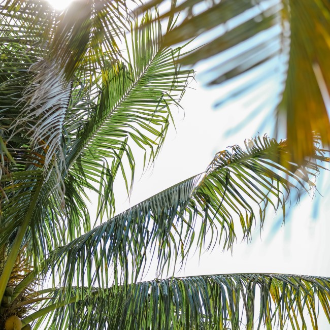 Palm leaves in sunlight sky