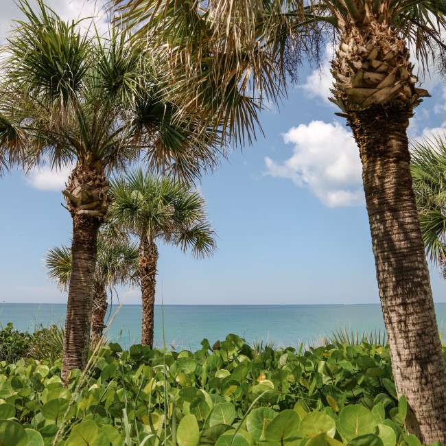 Palms & seagrapes near beach on Casey key