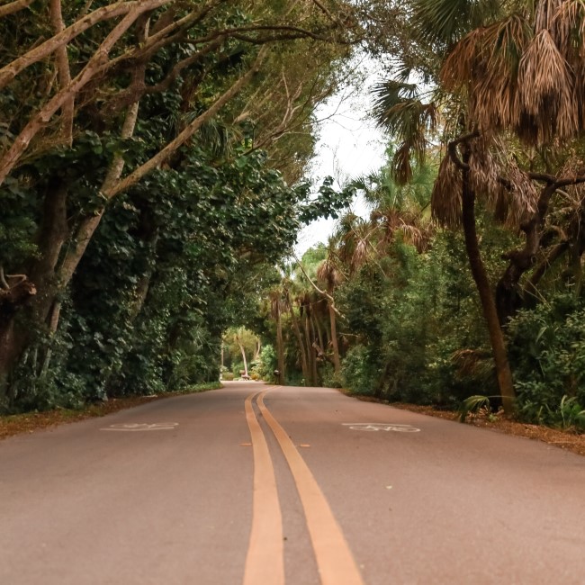 Canopy road in Southwest Florida