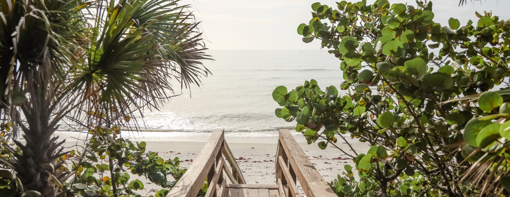 Walkway to beach with palm tree and seagrape